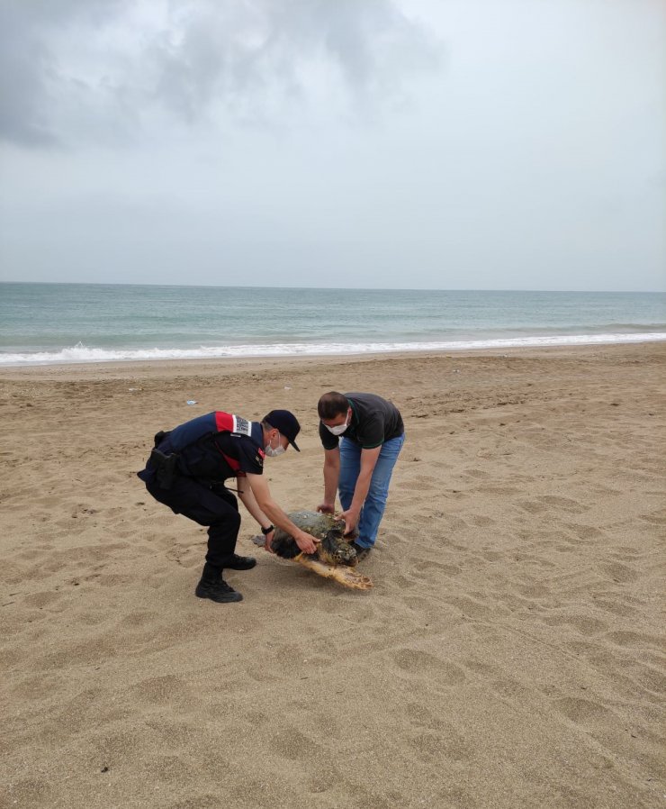 Jandarmanın Bulduğu Yaralı Caretta Caretta Tedaviye Alındı