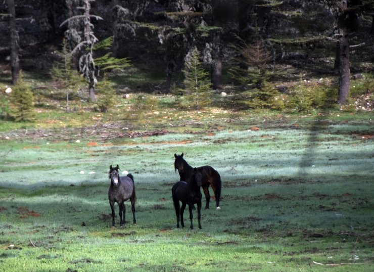 Torosların Yılkı Atları, Sedir Ormanlarında