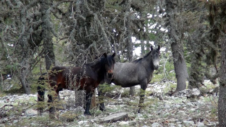 Torosların Yılkı Atları, Sedir Ormanlarında