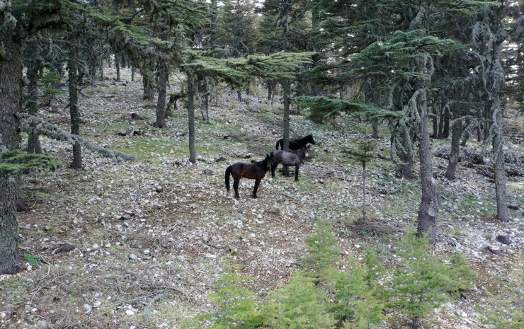 Torosların Yılkı Atları, Sedir Ormanlarında