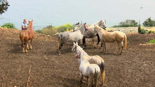 Kayıp Atları Alabilmek İçin Başkanın Çocuklarından Yardım İstemişler