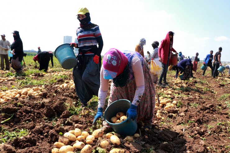 Çukurovalı Tarım İşçileri, Ramazan Bayramı’nda Üretime Devam Ediyor