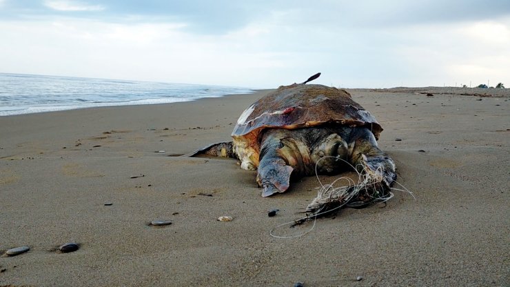 Kıyıya Yakın Ağlar, Kaplumbağalara Ölüm Tuzağı