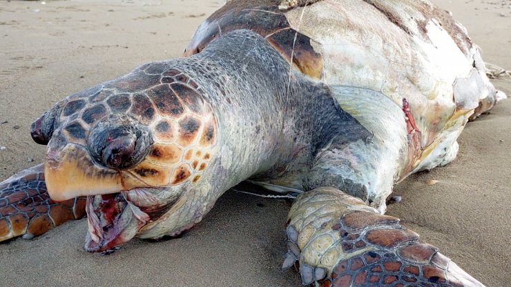 Kıyıya Yakın Ağlar, Kaplumbağalara Ölüm Tuzağı