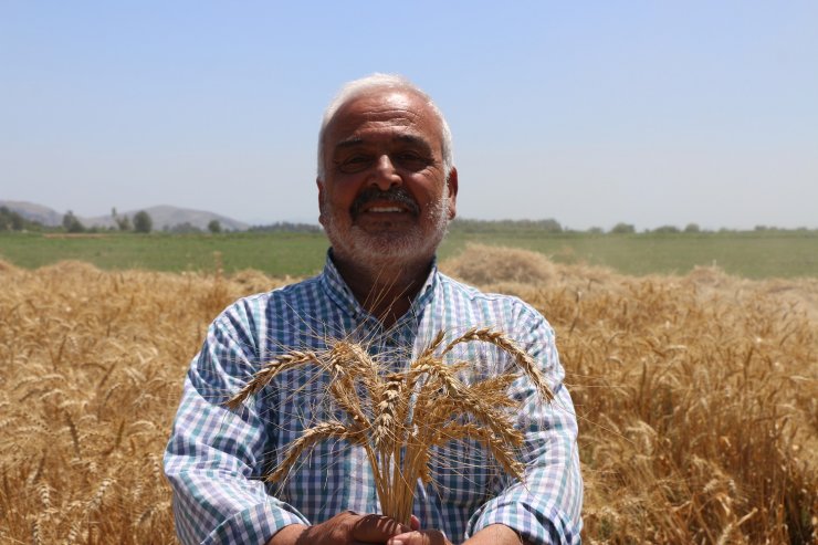 Kozan'da Sezonun İlk Buğday Hasadı Yapıldı