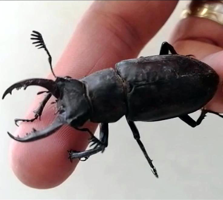 Nesli Koruma Altındaki Geyik Böceği, Bodrum'da Görüldü