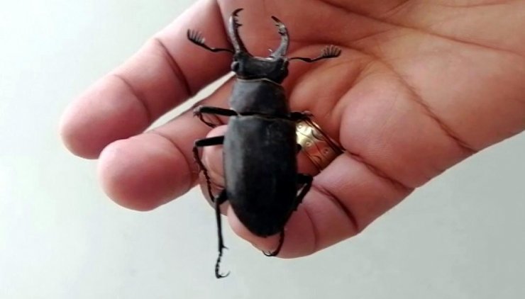 Nesli Koruma Altındaki Geyik Böceği, Bodrum'da Görüldü
