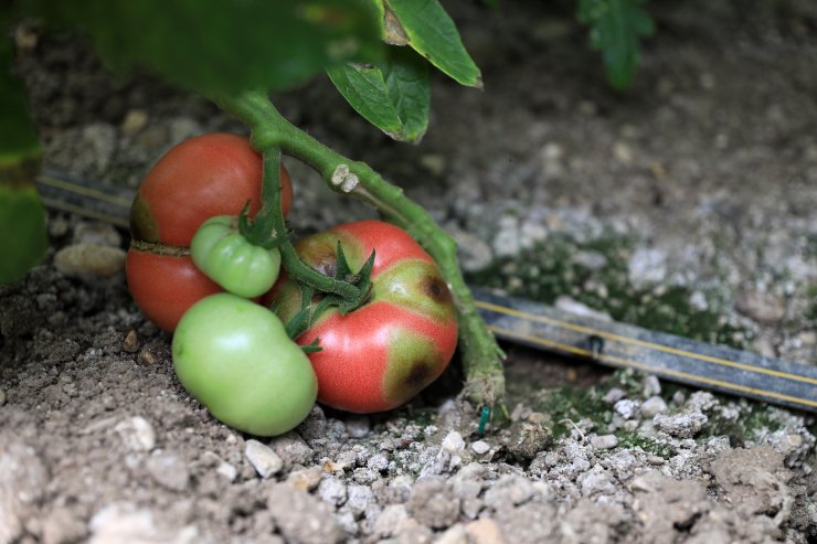 'israil Virüsü' Domatesin Koronası