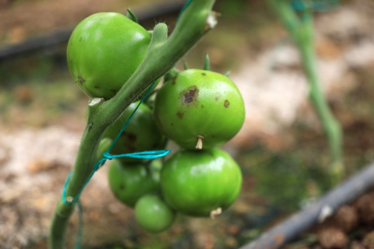 'israil Virüsü' Domatesin Koronası