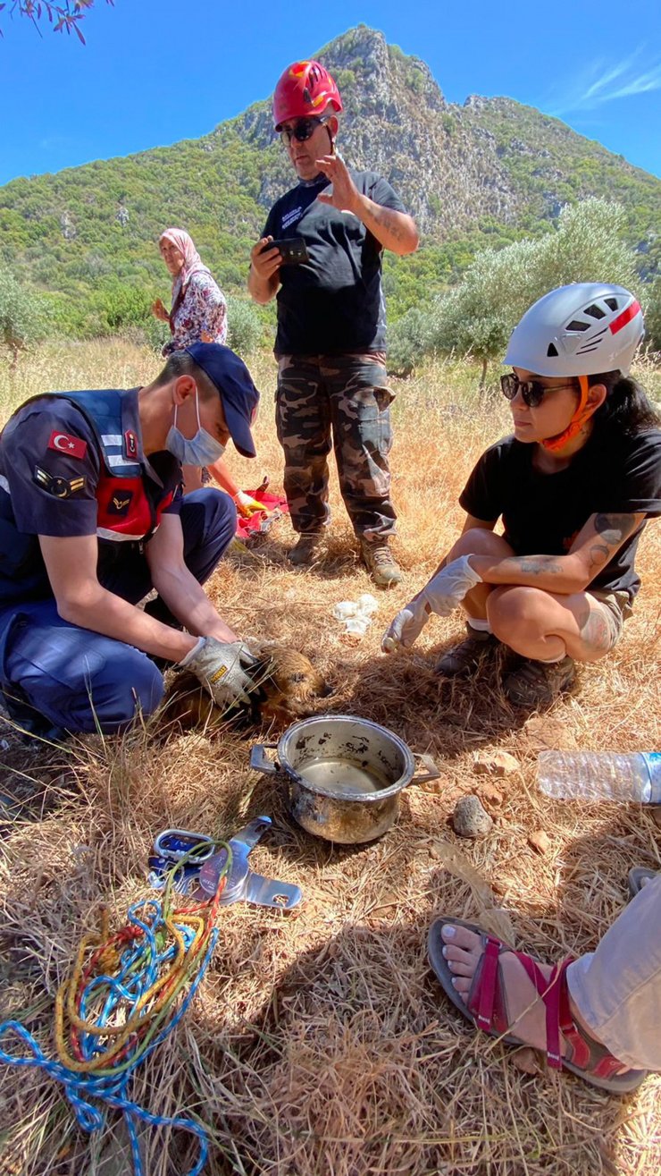 Su Kuyusuna Düşen 3 Yavru Yaban Domuzundan 2'si Kurtarıldı