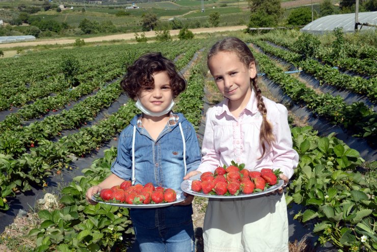 Yayladağı'nda Çilek Hasadı Başladı; Tarlada Kilosu 12 Tl