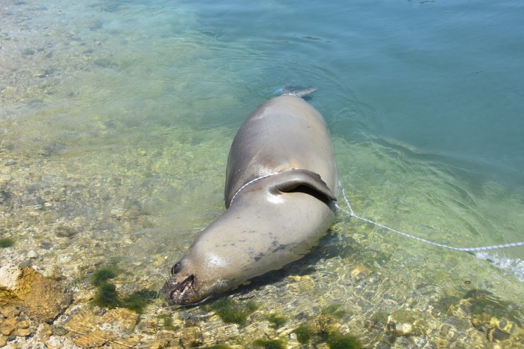 Antalya'da Ölü Akdeniz Foku Kıyıya Vurdu