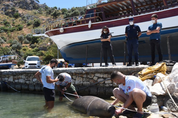 Antalya'da Ölü Akdeniz Foku Kıyıya Vurdu