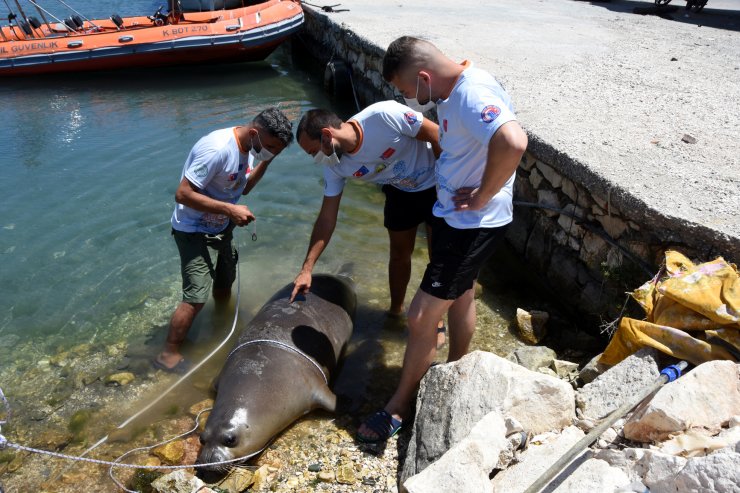 Antalya'da Ölü Akdeniz Foku Kıyıya Vurdu