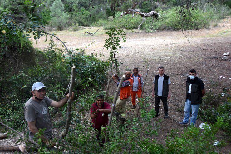 Yabani Keçiboynuzları Orman Köylüsünün Gelir Kapısı Olacak