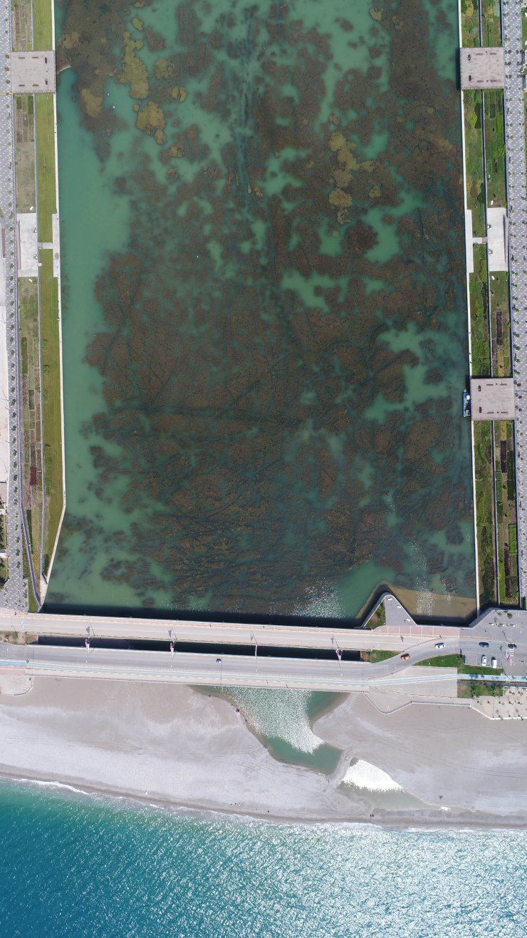 Konyaaltı Plajına Dökülen Boğaçayı Yosunla Kaplandı