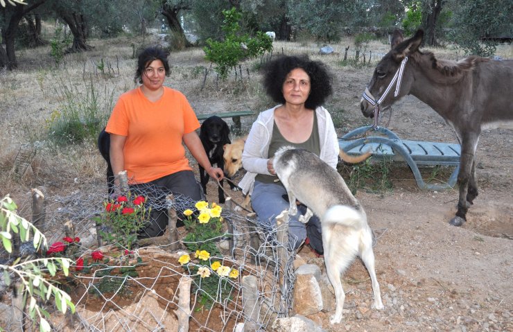 Köpeklerini Zehirleyeni Bulana 10 Bin Tl Ödül Verecek