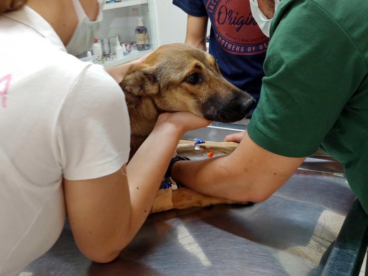 Köpeklerini Zehirleyeni Bulana 10 Bin Tl Ödül Verecek