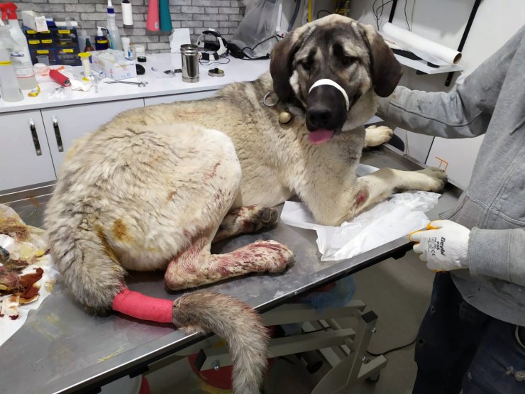 Şantiyedeki Köpeği Tüfekle Vurdu, Gözaltına Alındı