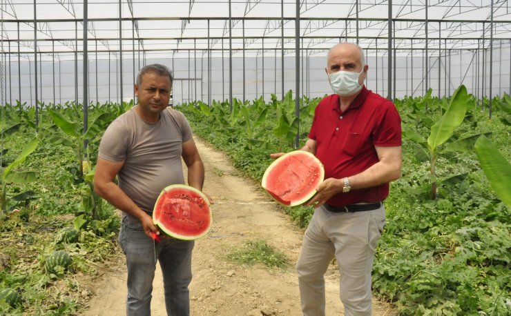 Karpuz Ve Muz Aynı Serada