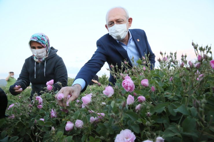 Kılıçdaroğlu, Gün Doğumunda İşçilerle Gül Topladı