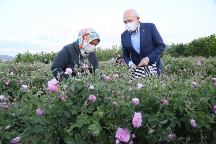 Kılıçdaroğlu, Gün Doğumunda İşçilerle Gül Topladı