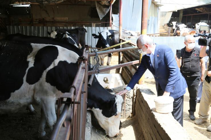 Kılıçdaroğlu, Gün Doğumunda İşçilerle Gül Topladı (3)