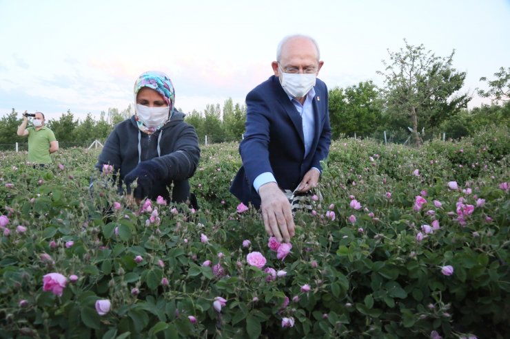 Kılıçdaroğlu, Gün Doğumunda İşçilerle Gül Topladı